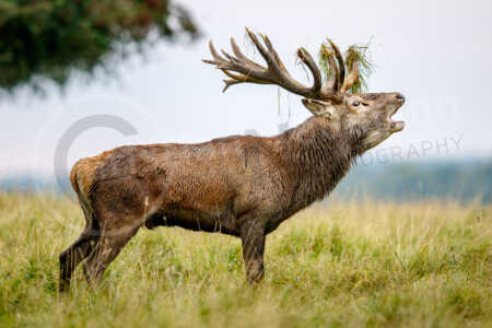 Ein kapitaler Rothirsch (Cervus elaphus) steht während der Brunftzeit der Rothirsche im Herbst auf einer Wiese und röhrt. Rothirsch (Cervus elaphus)