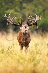 Rothirsch (Cervus elaphus)