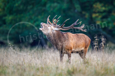 Rothirsch (Cervus elaphus)