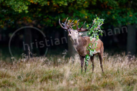 Ein kapitaler Rothirsch (Cervus elaphus) steht während der Brunftzeit der Rothirsche im Herbst auf einer Wiese und röhrt. Rothirsch (Cervus elaphus)