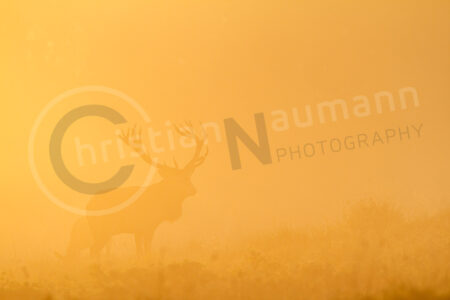 Rothirsch (Cervus elaphus)