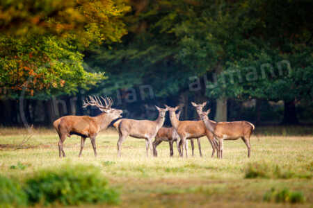 Rothirsch (Cervus elaphus) mit einem Rudel Kahlwild / Rothirschkühen auf einer Lichtung im Wald während der Brunftzeit Rothirsch (Cervus elaphus)