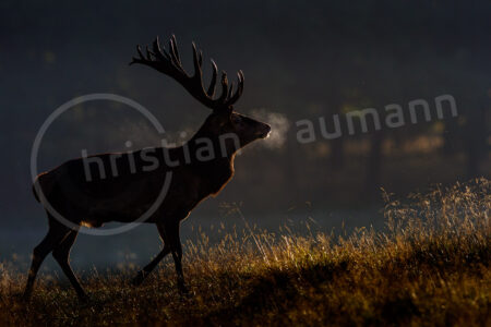 Rothirsch (Cervus elaphus)