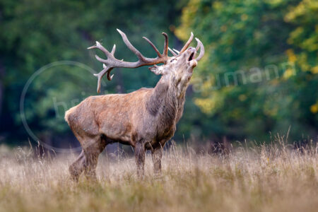 Rothirsch (Cervus elaphus)