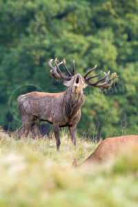 Ein kapitaler Rothirsch wärend der Brunftzeit im Herbst Rothirsch (Cervus elaphus)