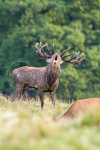 Ein kapitaler Rothirsch wärend der Brunftzeit im Herbst Rothirsch (Cervus elaphus)