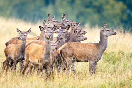 Rothirsch (Cervus elaphus)