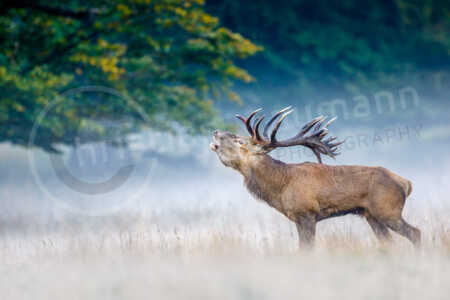 Ein kapitaler Rothirsch (Cervus elaphus) steht während der Brunftzeit der Rothirsche im Herbst auf einer Wiese und röhrt. Rothirsch (Cervus elaphus)
