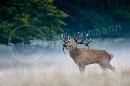 Ein kapitaler Rothirsch (Cervus elaphus) steht während der Brunftzeit der Rothirsche im Herbst auf einer Wiese und röhrt. Rothirsch (Cervus elaphus)