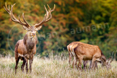 Rothirsch (Cervus elaphus)
