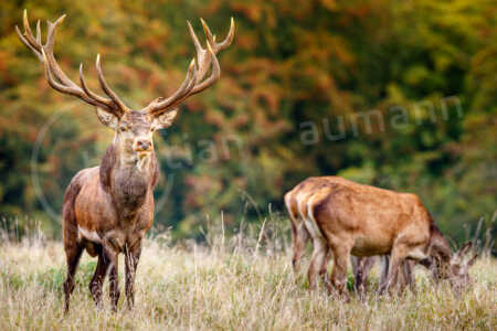 Ein kapitaler Rothirsch (Cervus elaphus) steht während der Brunftzeit der Rothirsche im Herbst auf einer Wiese. Rothirsch (Cervus elaphus)