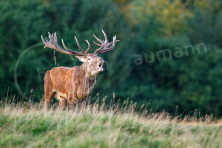 Rothirsch (Cervus elaphus)