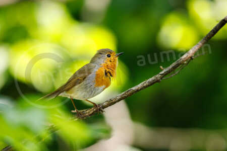 Rotkehlchen (Erithacus rubecula) Rotkehlchen (Erithacus rubecula)
