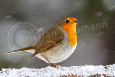 Rotkehlchen (Erithacus rubecula) Rotkehlchen (Erithacus rubecula)