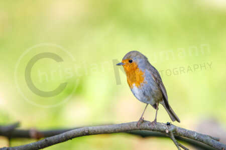 Rotkehlchen (Erithacus rubecula) Rotkehlchen (Erithacus rubecula)