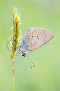 Rotklee-Bläuling (Polyommatus semiargus)