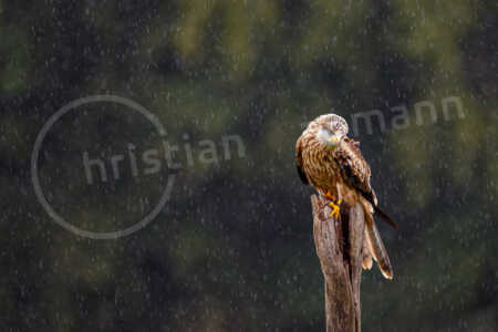 Portrait eines weiblichen Rotmilans, auch Roter Milan, Gabelweihe oder Königsweihe genannt Rotmilan (Milvus milvus)