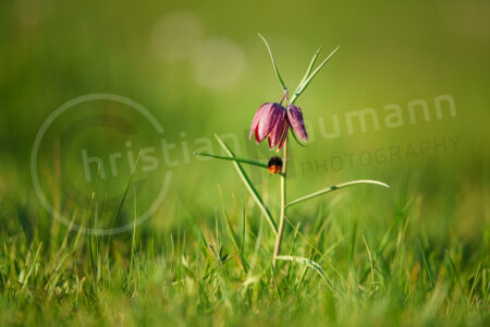 Schachblume (Fritillaria meleagris)