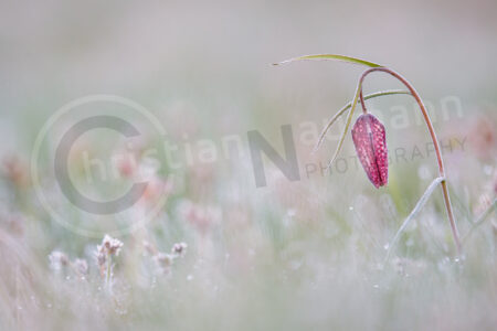 Schachblume (Fritillaria meleagris)