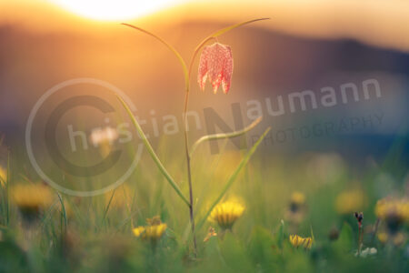 Schachblume (Fritillaria meleagris)