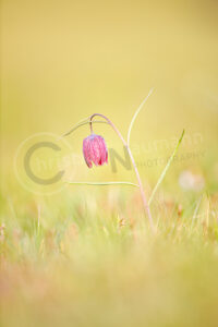 Schachblume (Fritillaria meleagris)