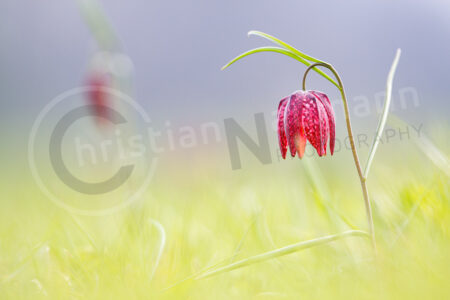 Schachblume (Fritillaria meleagris)