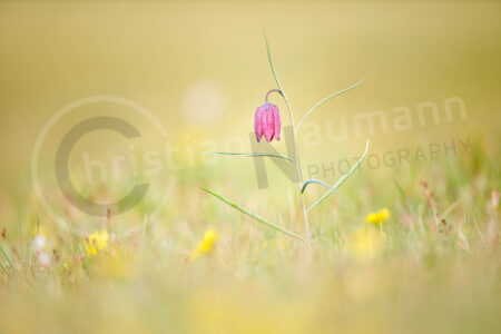 Schachblume (Fritillaria meleagris)