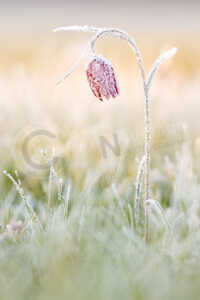 Auf einer Wiese steht eine Schachblume (Fritillaria meleagris) im Morgenlicht der Sonne. Auf der Blüte und auf den Blättern sind durch die kalten Temperaturen entstandene Eiskristalle und Frost. Schachblume (Fritillaria meleagris)