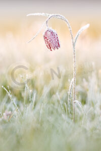 Schachblume (Fritillaria meleagris)