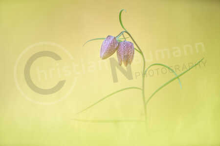 Blühende Schachblume (Fritillaria meleagris) auf einer Wiese im Frühling Schachblume (Fritillaria meleagris)