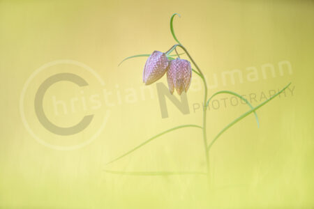 Schachblume (Fritillaria meleagris)