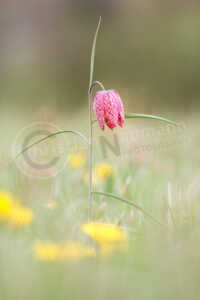 Auf einer Wiese steht eine Schachblume (Fritillaria meleagris), auch Schachbrettblume oder Kiebitzei genannt. Schachblume (Fritillaria meleagris)