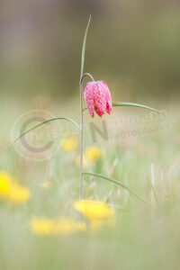 Schachblume (Fritillaria meleagris)