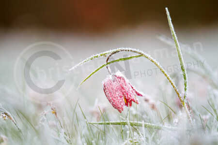 Schachblume oder auch Schachbrettblume mit Frost im Frühjahr Schachblume (Fritillaria meleagris)