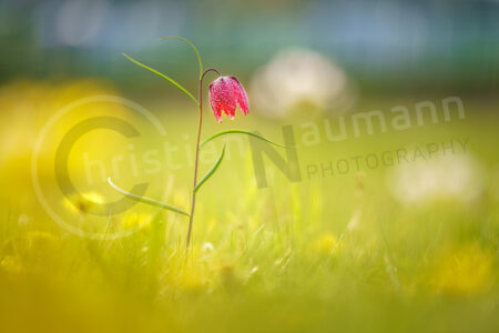 Schachblume (Fritillaria meleagris) Schachblume (Fritillaria meleagris)