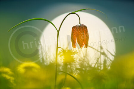 Blühende Schachblume (Fritillaria meleagris) auf einer Wiese im Frühling Schachblume (Fritillaria meleagris)