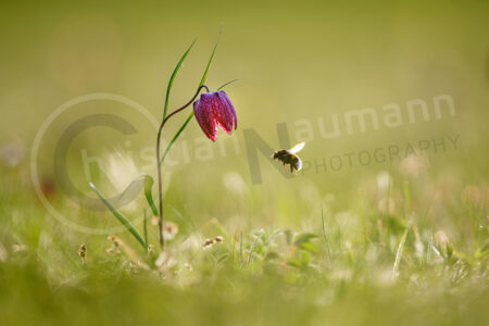 Schachblume (Fritillaria meleagris)