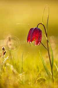 Schachblume (Fritillaria meleagris) Schachblume (Fritillaria meleagris)