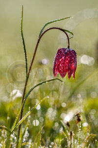 Schachblume (Fritillaria meleagris)