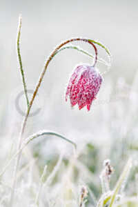 Schachblume oder auch Schachbrettblume mit Frost im Frühjahr Schachblume (Fritillaria meleagris)