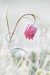 Schachblume (Fritillaria meleagris)