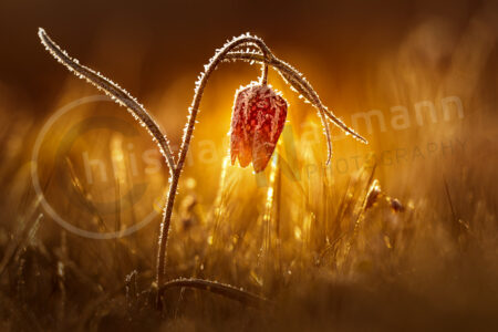 Schachblume (Fritillaria meleagris)