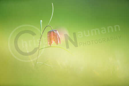 Blühende Schachblume (Fritillaria meleagris) auf einer Wiese im Frühling Schachblume (Fritillaria meleagris)