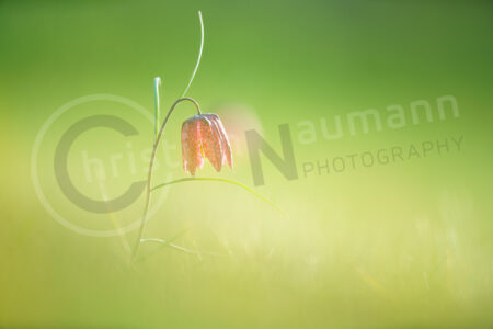 Schachblume (Fritillaria meleagris)