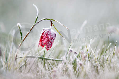 Schachblume oder auch Schachbrettblume mit Frost im Frühjahr Schachblume (Fritillaria meleagris)