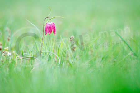 Eine Schachblume (fritillaria meleagris) steht auf einer grünen mit Gras bewachsenen Wiese. Schachblume (Fritillaria meleagris)