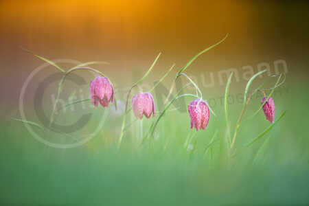 Blühende Schachblume (Fritillaria meleagris) auf einer Wiese im Frühling Schachblume (Fritillaria meleagris)