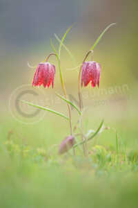Schachblume (Fritillaria meleagris) Schachblume (Fritillaria meleagris)