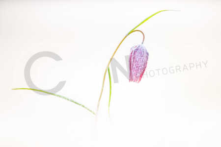 Schachblume, Gewoehnliche Schachblume, Kiebitzei, Schachbrettblume, Schachbrett-Blume (Fritillaria meleagris), Frost, Reif, Raureif Schachblume (Fritillaria meleagris) mit Frost, Eis, Eiskristall