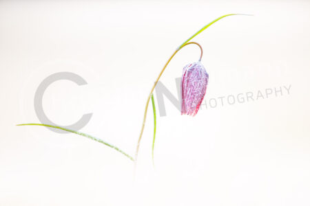 Schachblume (Fritillaria meleagris) mit Frost, Eis, Eiskristall
